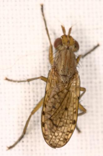 Pherbina coryleti